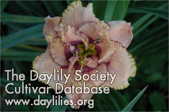 Daylily Baubles and Beads